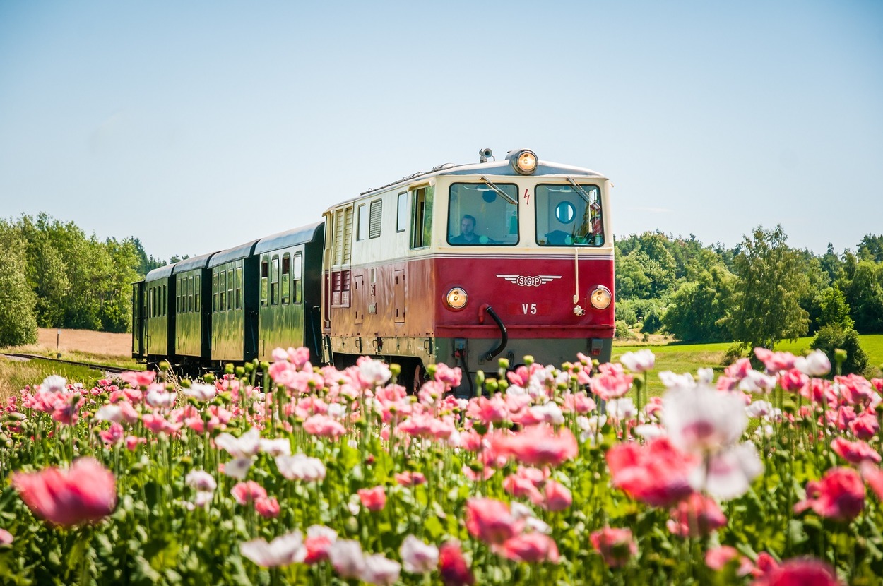 Die Nostalgie-Garnitur mit Diesellok inmitten der Waldviertler Mohnblüte